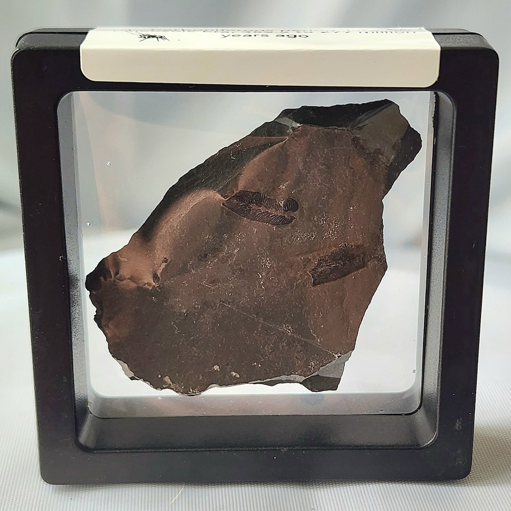 Unique Rare Carboniferous Coal Era Fossil From World Famous Union Chaple Mine OG